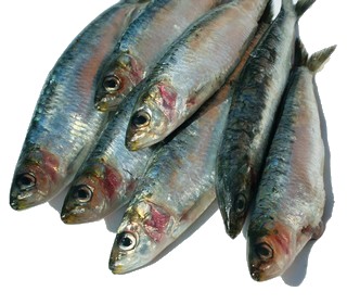 nettoyer les sardines