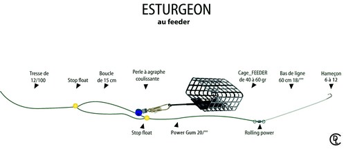 esturgeon feeder