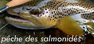 la pêche des salmonidés