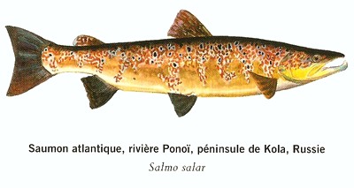 saumon russe